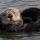 Wildlife Poem: Sea Otter in Progress